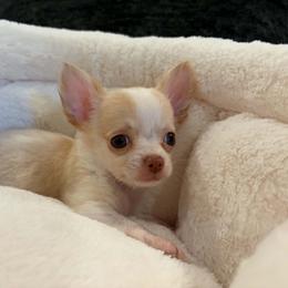 El Toro - Cream and white male Chihuahua puppy in Springfield, Missouri from Casadelopez Tails