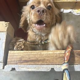 Honey - Cocker Spaniel