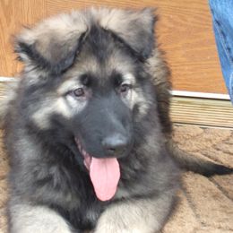 Shiloh Shepherd Puppies from Solace Shilohs