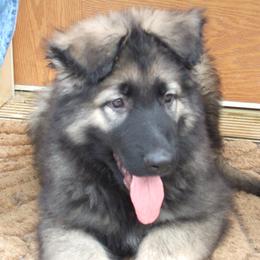 Shiloh Shepherd Puppies from Solace Shilohs