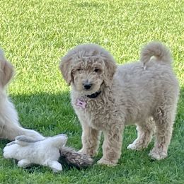 Goldendoodle Puppies from Cute as a Doodle