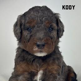 Boy 1-Petite - Merle male Goldendoodle puppy in Milford, Indiana from Railway Acres Kennel
