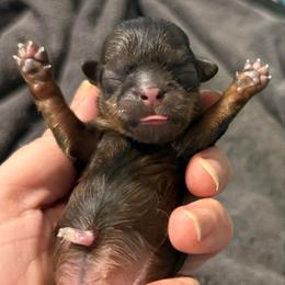 Yellow boy - Red male Shih Tzu puppy in Berkeley Springs, West Virginia from Sandridge Shih Tzus