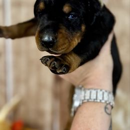 Hera - Black and rust female Doberman Pinscher puppy in Aredale, Iowa from Royal Dynasty Dobermann Kennel