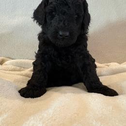 Johnny Cash - Black male Poodle puppy in Eagle Point, Oregon from A Stone’s Throw Miniature Poodles