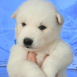 Prodigy - White male Siberian Husky puppy in Miami, Florida from Blue Moon Huskies