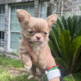Chihuahuas, Poodles, and Yorkshire Terriers from Tiny collection kennels