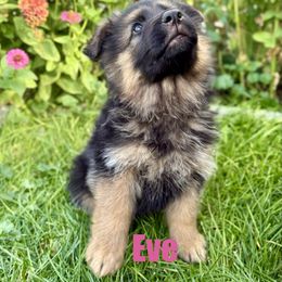 Eve - Black and red female German Shepherd puppy in Fielding, Utah from Legacy Shepherds