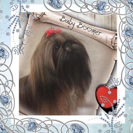 Boomer - Shih Tzu