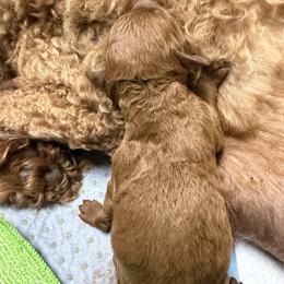Female 1 - Red  female Poodle puppy in Southwest Ranches, Florida from Herringbone ‘s Poodles