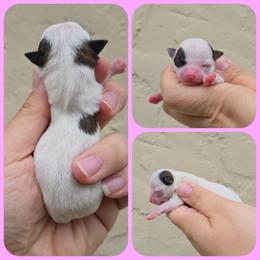 Spotted girl - Sable spotted white female Chihuahua puppy in Vineland, New Jersey from Royal Companion's