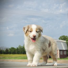 Australian Shepherd Puppies from Real McCoy Australian Shepherds