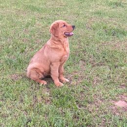 Golden Retriever Puppies from Arkansas River Golden Retrievers