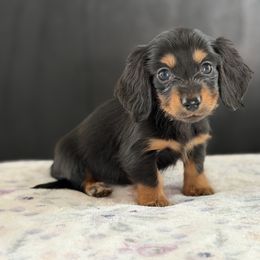 AKC Green collar Male - Black and tan male Dachshund puppy in Calera, Alabama from Southern Sky Dachshunds