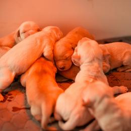 Clover (1st Pick Female Spot) - Golden female Golden Retriever puppy in Paoli, Indiana from Rose n’ Thistle Farm