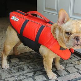 Bulldogs and French Bulldogs from JnJ Bulldogs
