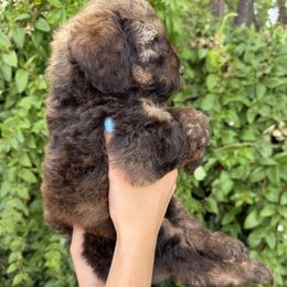Bernedoodle and Whoodle Puppies from Gilbert Bernedoodles & Whoodles