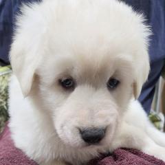 Boy 2 - White male Maremma Sheepdog puppy in Pocatello, Idaho from The Ewe Crew Homestead LLC