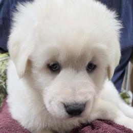 Boy 2 - White male Maremma Sheepdog puppy in Pocatello, Idaho from The Ewe Crew Homestead LLC