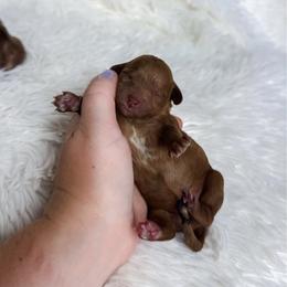 Polly - Apricot female Cavapoo puppy in Reeds Spring, Missouri from As Good As Goldendoodles and more