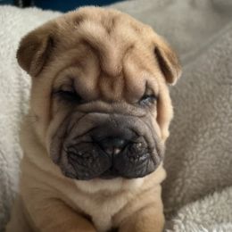 Tank - Fawn Chinese Shar-Pei puppy in Florida from Shar Pei Love