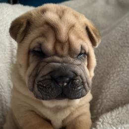 Tank - Fawn Chinese Shar-Pei puppy in Florida from Shar Pei Love