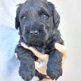 Goldendoodle and Poodle Puppies from Golden State Good Dogs