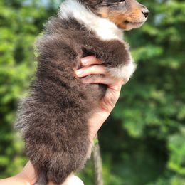Shetland Sheepdog Puppies from Hope's Heart Shelties