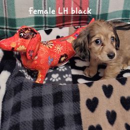 Dachshund Puppies from Briarwood Dachshunds