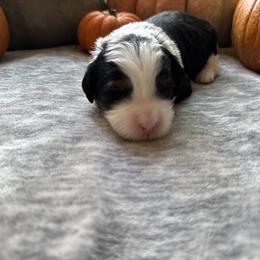 Kanga - Tri-color female Bernedoodle puppy in Northglenn, Colorado from Colorado Bernedoodle Babies
