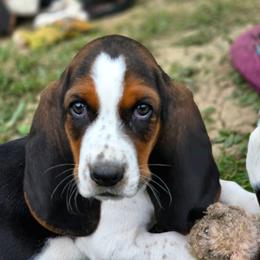 Sadie - Black tan and white female Basset Hound puppy in Lebanon, Ohio from Lady Mae Bassets