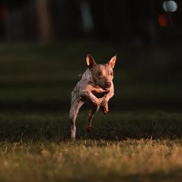 American Hairless Terriers from Fable American Hairless Terrier
