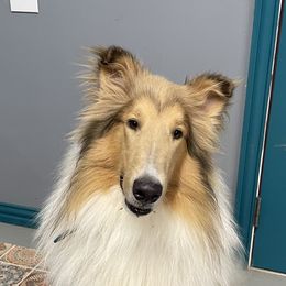 Lucas - Collie