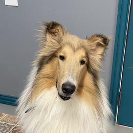 Lucas - Collie