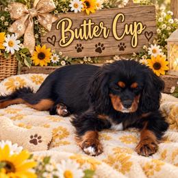 Buttercup - Cavalier King Charles Spaniel