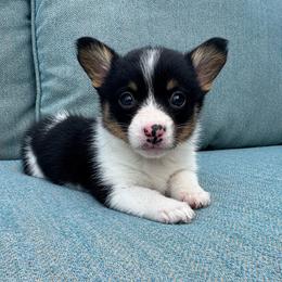 Rosalina - Black and tan female Pembroke Welsh Corgi puppy in Lake City, Minnesota from Lake Pepin Corgi's