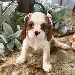 Ashley's Girl 5 - Blenheim female Cavalier King Charles Spaniel puppy in Loco, Oklahoma from Sweet Heart Cavaliers