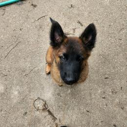 Orange - Mahogany and black male Belgian Tervuren puppy in Merrill, Michigan from Reves Vifs Belgian Shepherds