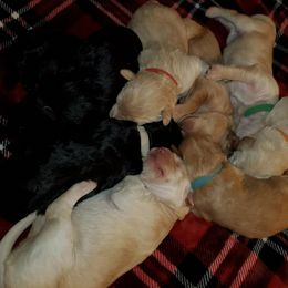 Poodle Puppies from Yanky Dandy Doodles