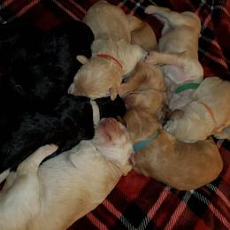 Poodle Puppies from Yanky Dandy Doodles