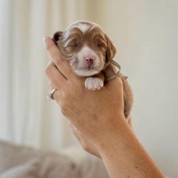 Red - Red  male Goldendoodle puppy in Acton, Maine from Silver Pines Pups
