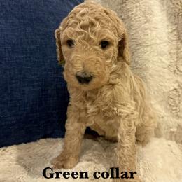 Green collar - Apricot male Poodle puppy in Shelby, North Carolina from Blue Ridge Doodles and Poodles