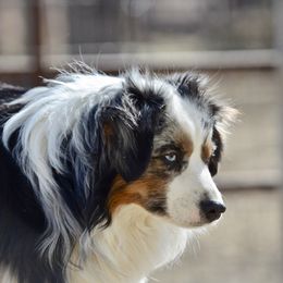 Bingo - Toy Australian Shepherd