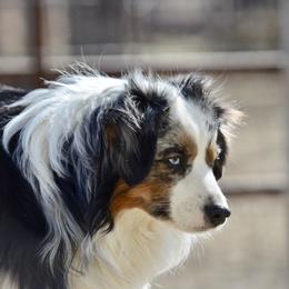 Bingo - Toy Australian Shepherd