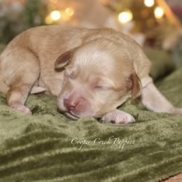 Bridger - Cream male Cockapoo puppy in Lowry City, Missouri from Cooper Creek Puppies