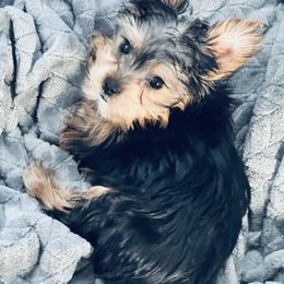 Yorkshire Terrier Puppies from Rosey’s Yorkies
