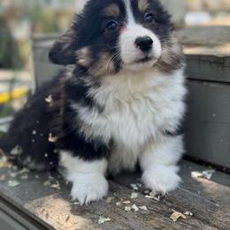 Eddie (Fluffy) - Black and tan male American Corgi puppy in East Oakdale, California from Rhettro Kennels
