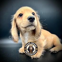 Baron - Cream male Dachshund puppy in Houston, Texas from Texas Regal Dachshunds LLC
