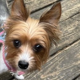 Yorkshire Terriers from Gilmore Yorkies