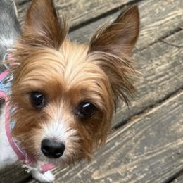 Yorkshire Terriers from Gilmore Yorkies